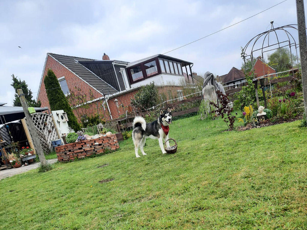 Urlaub mit Hund Hund im Garten